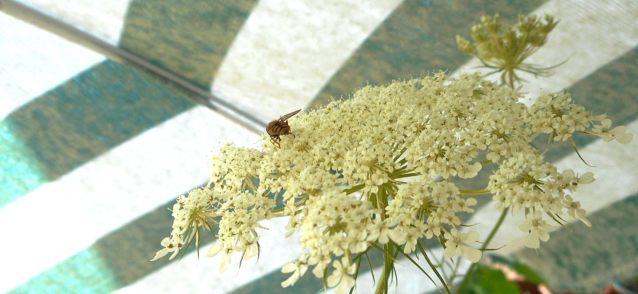 Grün-weiß gestreifter Sonnenschirm (Ausschnitt) im Hintergrund. Vorne eine flächige, cremeweiße Blüte der Wilden Möhre mit kleinem Insekt.