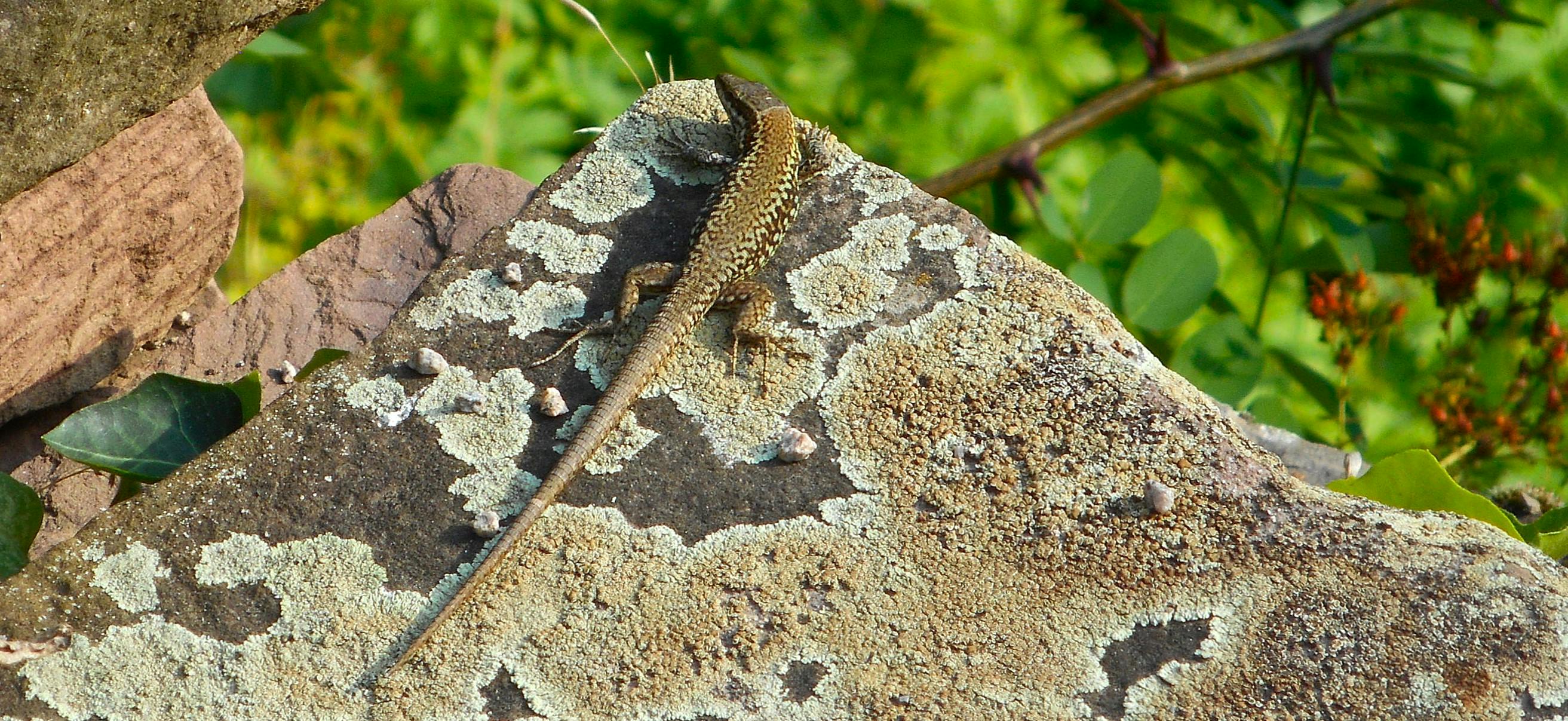 Eine grünlich-braune Mauereidechse mit schwarzen, netzartigen Flecken sitzt auf einem großen Mauerstein. Im Hintergrund grüne Vegetation.