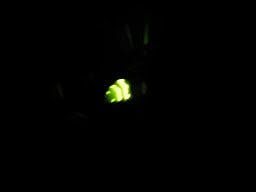 Lampyris Noctiluca, a female firefly photographed in Wiesentäli, Zürich, Switzerland in 01-06-2020