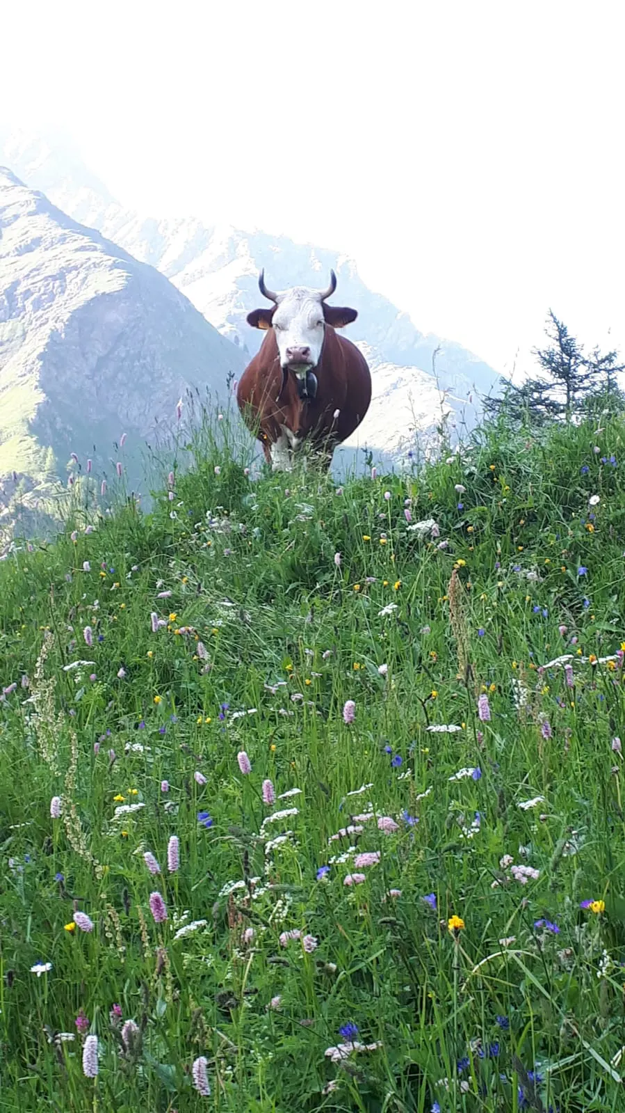 Vacca su prato fiorito con montagne sullo sfondo