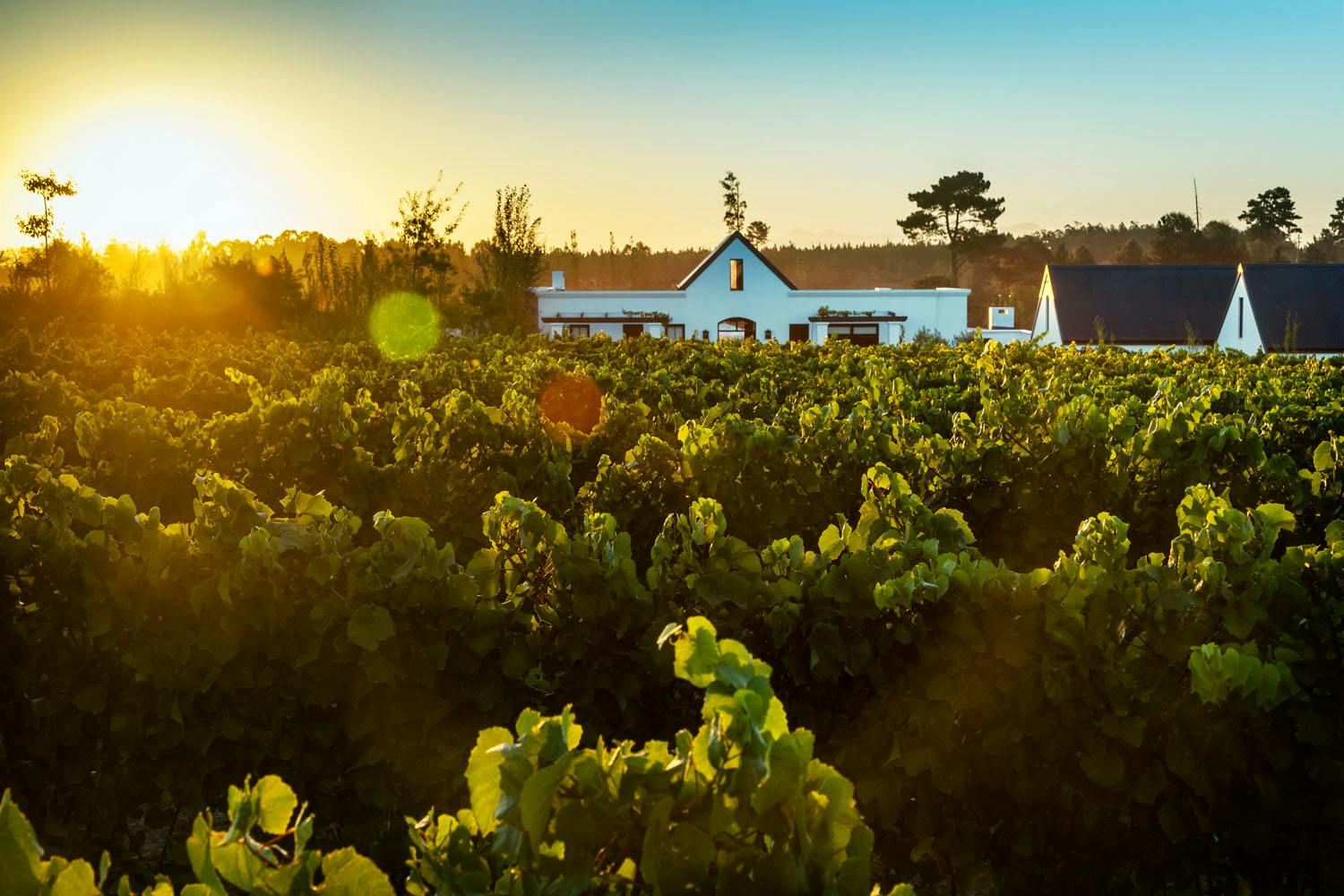 Sonnenuntergang im Weinberg