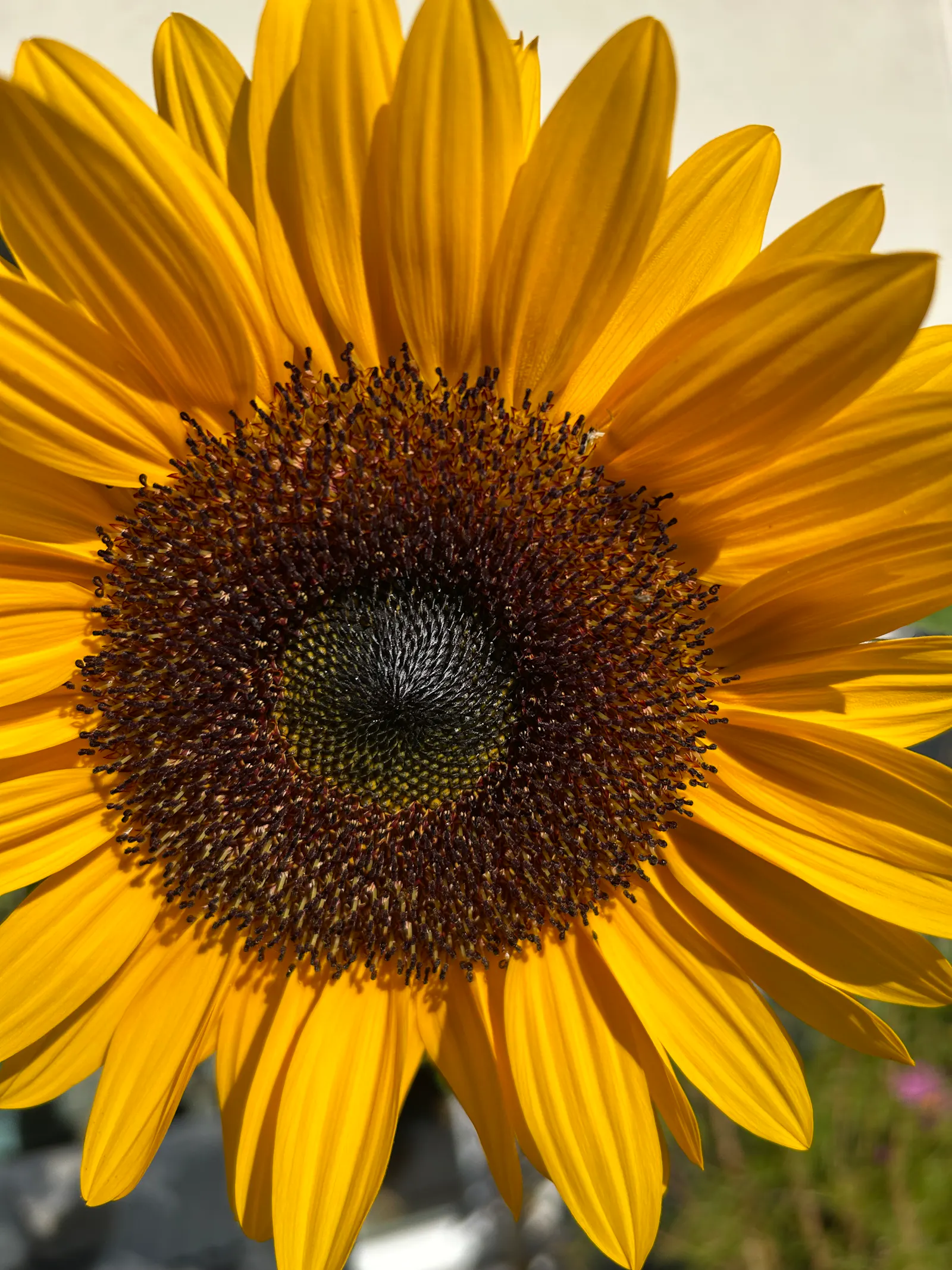 Eine Sonnenblume.