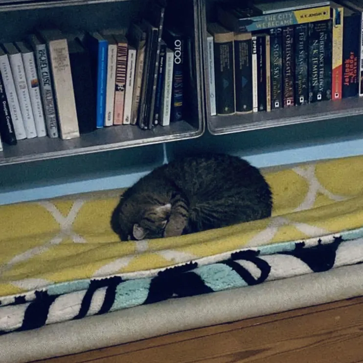 Schlafende Katze auf zusammengerollten Teppichen