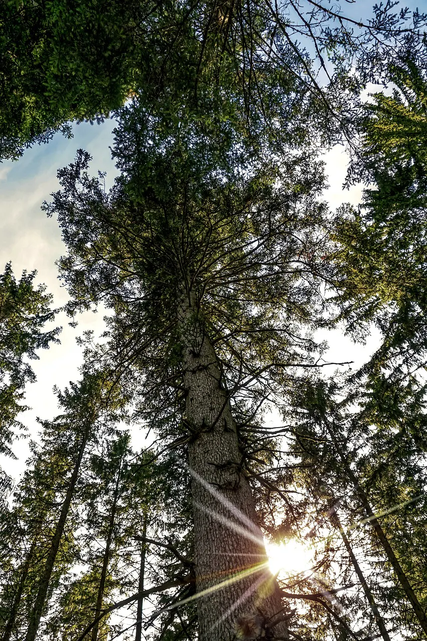 Weiß-Tanne