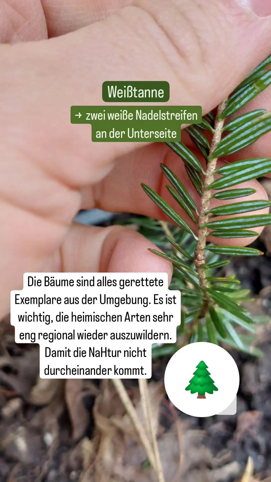 Weiß-Tanne
