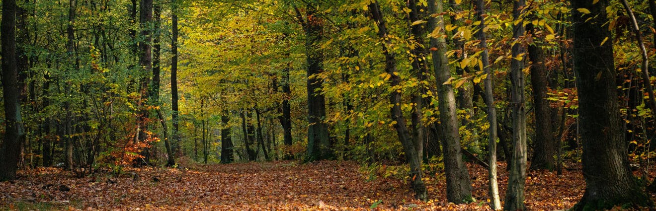Ein belaubter Gehweg im herbstlichen Wald