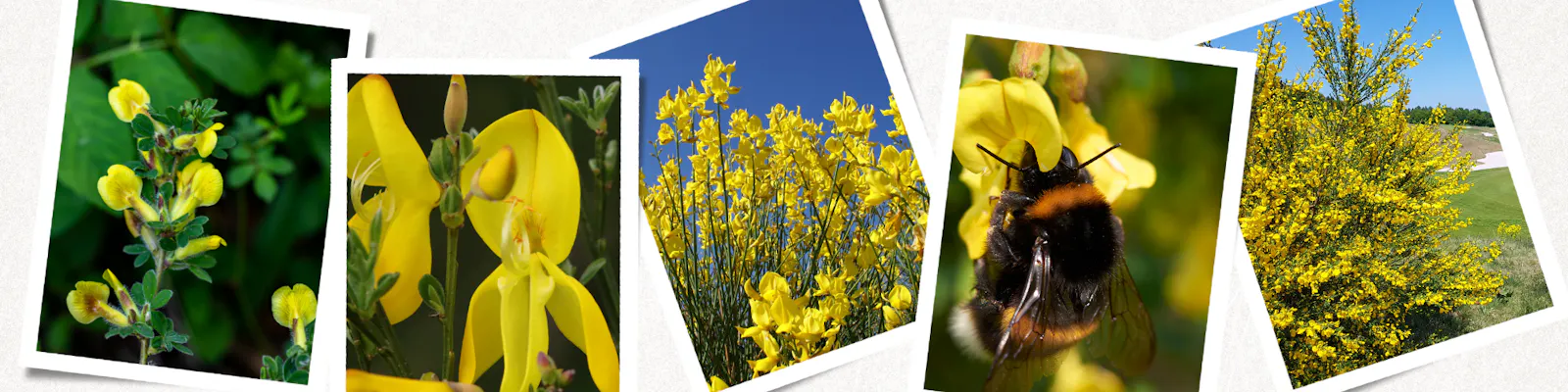 Besenginster Cytisus scoparius verschiedene Ansichten mit Blüte und Strauch in natur