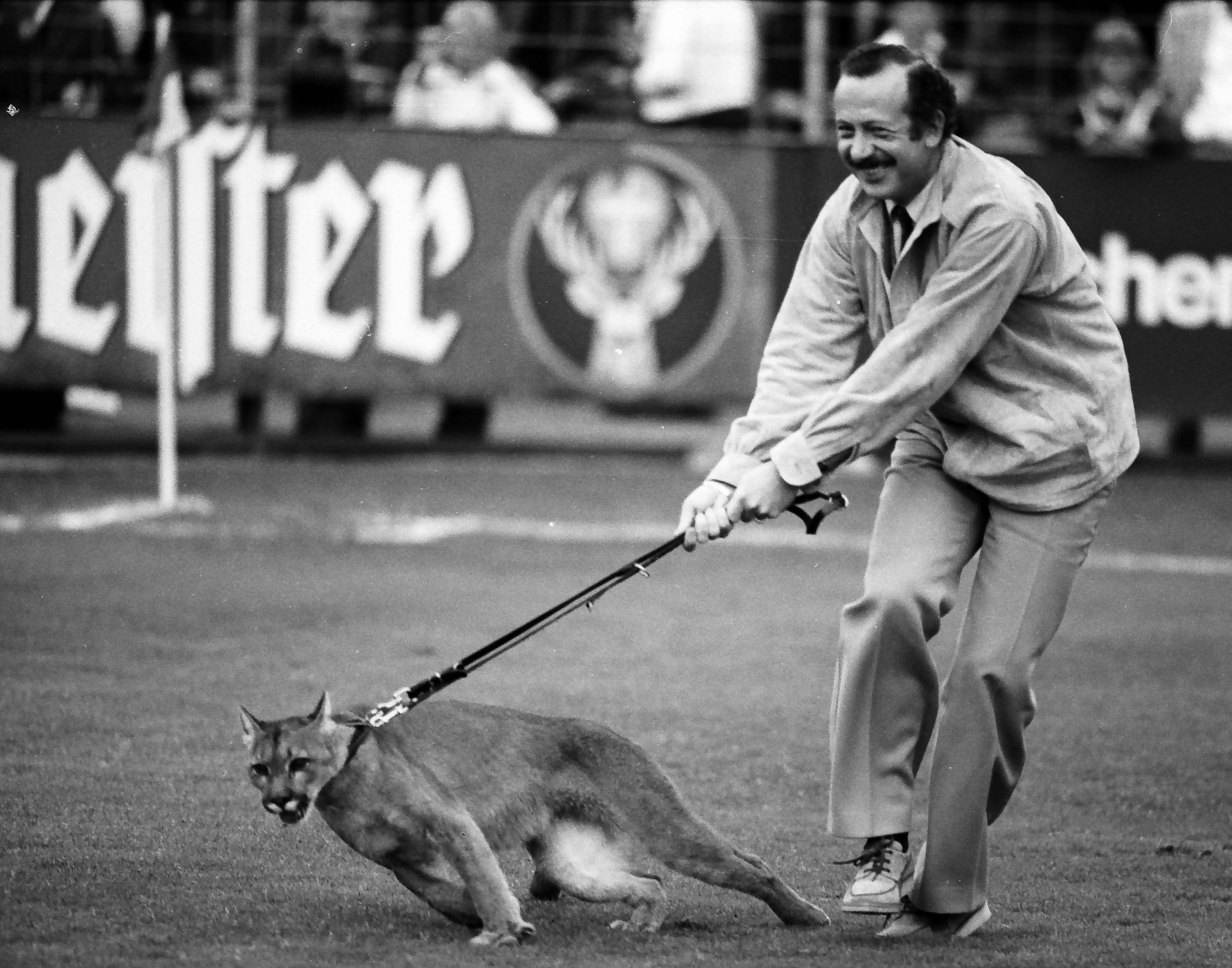 Hartwig Piepenbrock mit einem echten Puma an der Leine in der Halbzeitpause des DFB-Pokalspiels gegen Rot-Weiß Lüdenscheid.