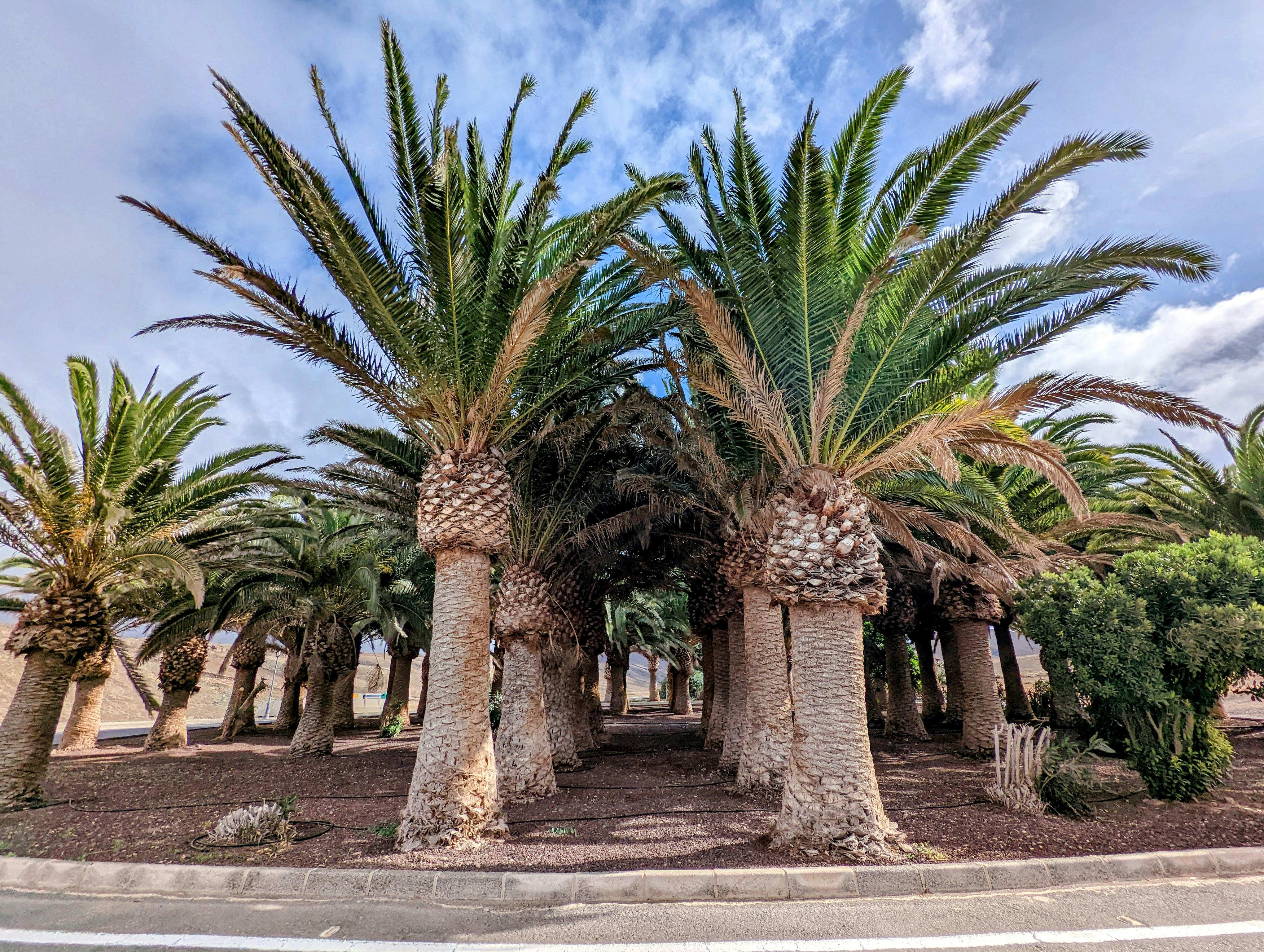 Pocket Parks gibt es überall auf der Welt, wie hier - schon etwas größer - auf Fuerteventura. So prächtig werden Palmen wohl aber (noch) nicht in Stuttgart wachsen. Foto: Jürgen Brand