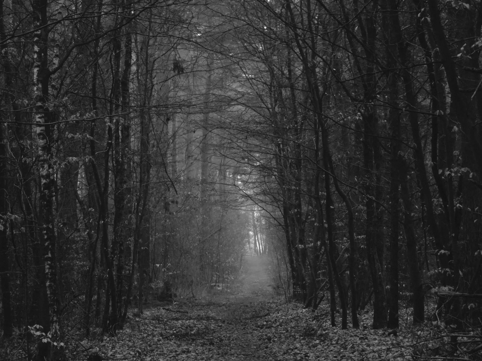 Schwarz-weiß Foto von einem Waldweg im Winter. Links und rechts stehen kaum begrünte Bäume, der Weg ist mit Laub bedeckt.