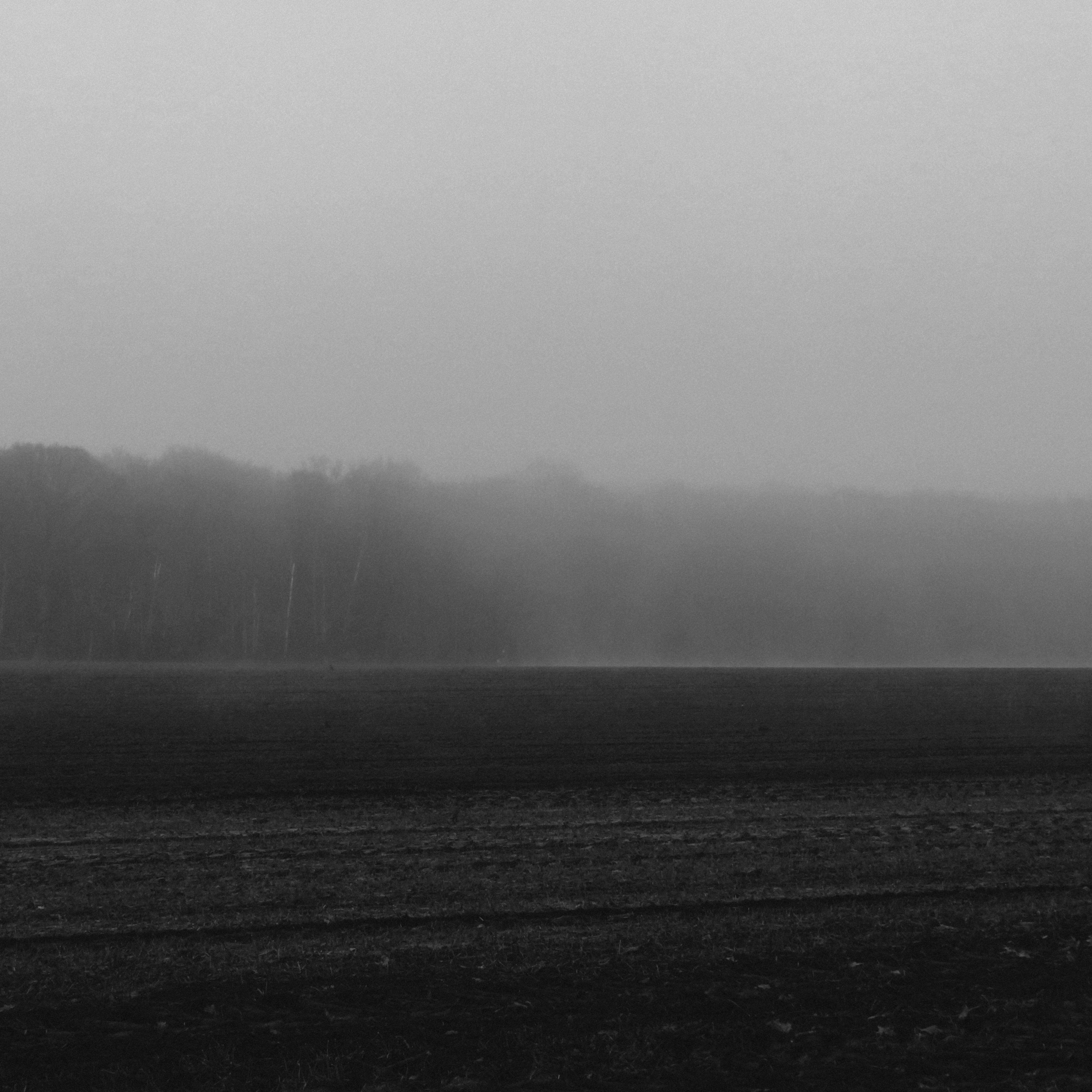 Schwarz-weiß. Dunstiger Nebel über einem Feld. Dahinter ist der Waldsaum.