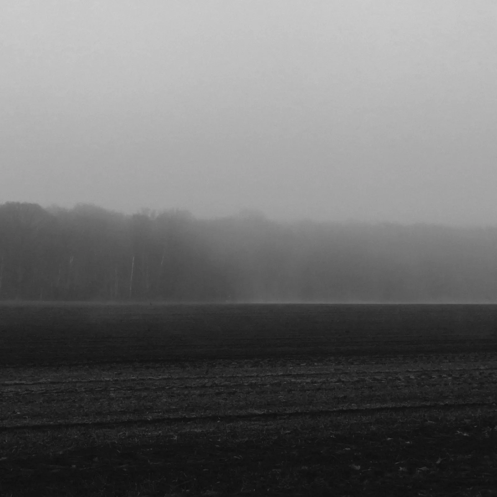 Schwarz-weiß. Dunstiger Nebel über einem Feld. Dahinter ist der Waldsaum.