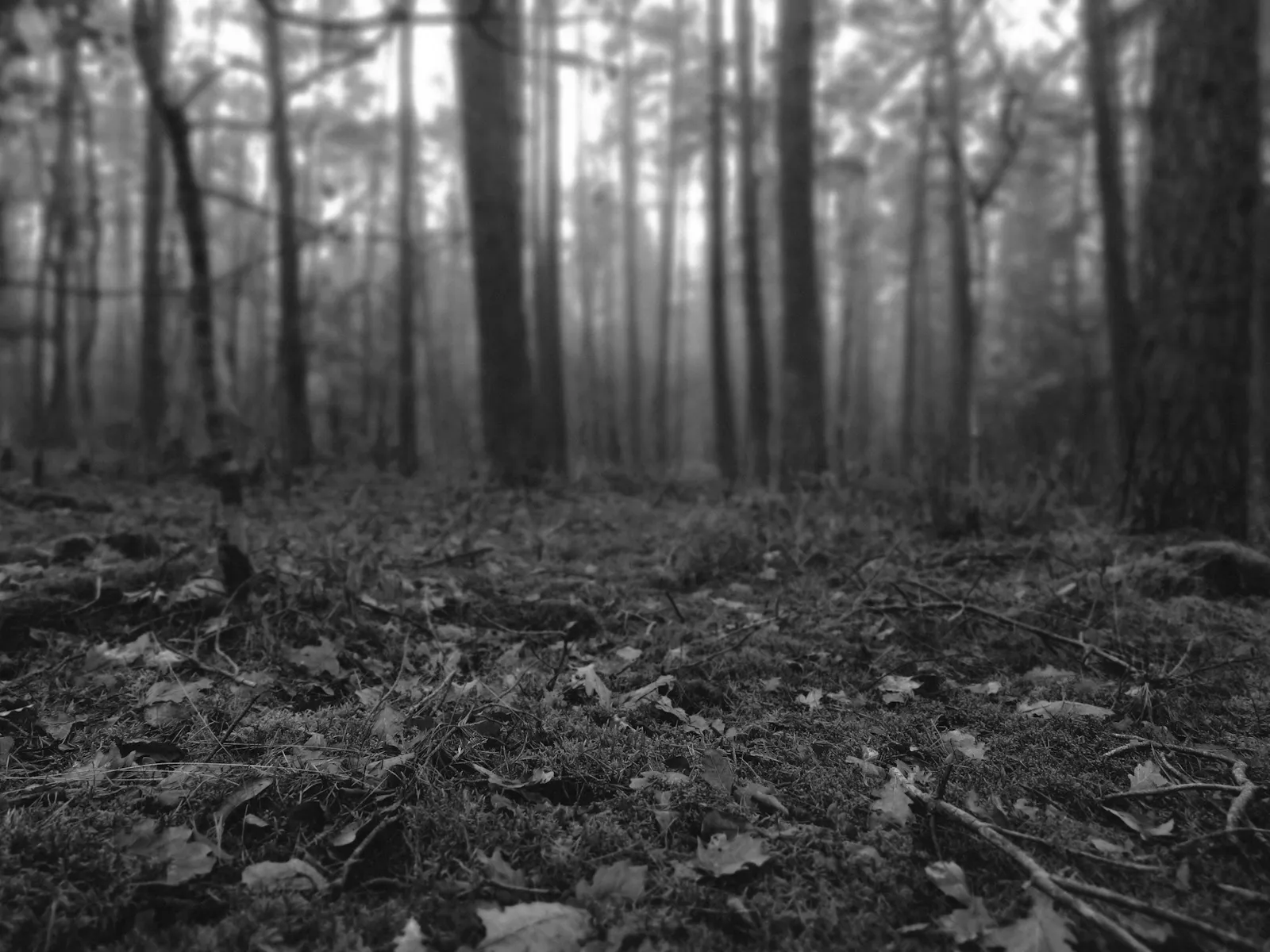 Schwarz-weiß Aufnahme kurz über dem Boden. Belaubter Waldboden und Bäume sind zu sehen.