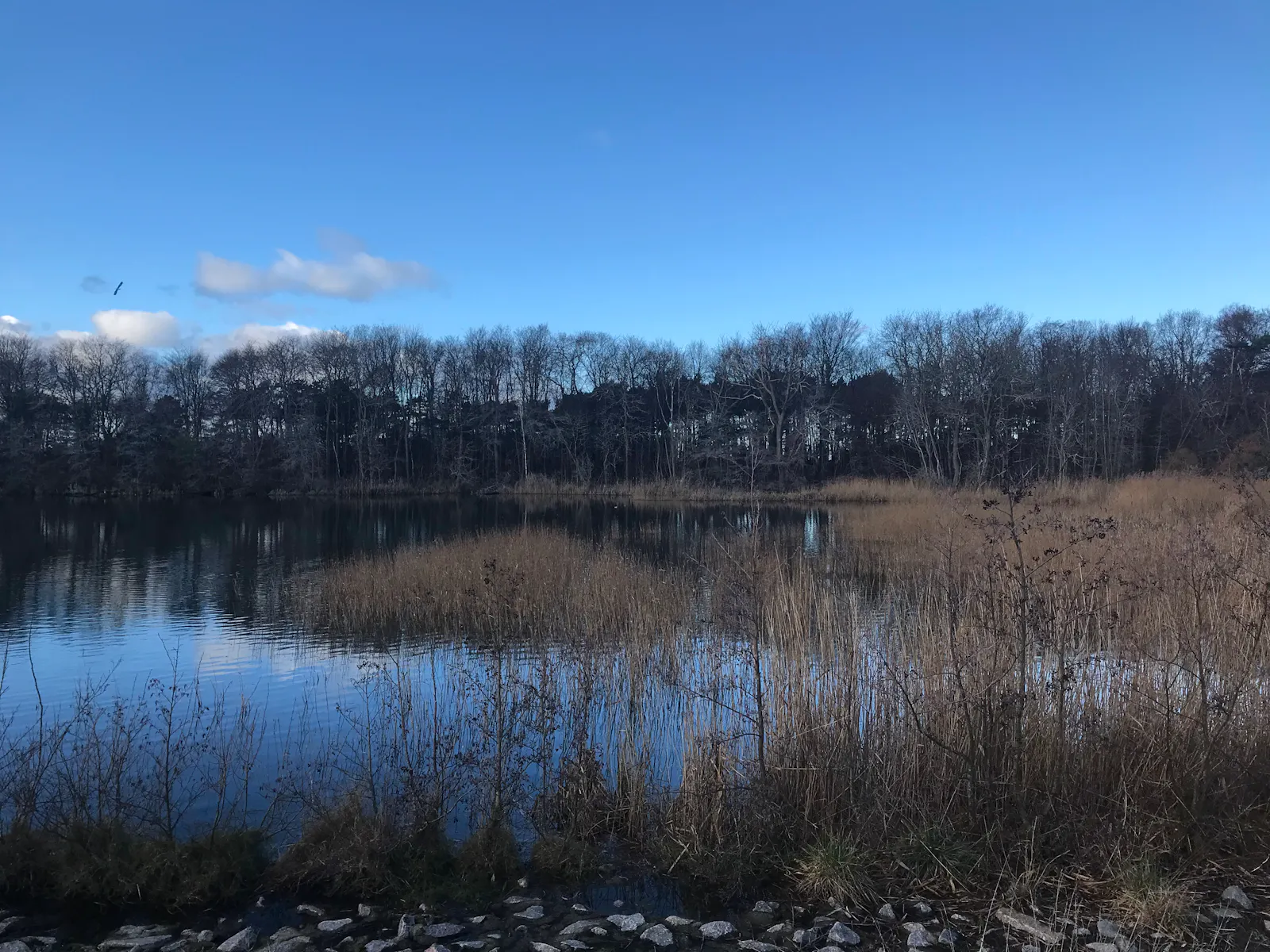 ein see im winter, eingerahmt von kahlen büschen und bäumen, der tiefblaue himmel spiegelt sich im wasser, über den baumkronen fliegt ein reiher / a lake during wintertime, lined by leafless shrubbery and trees, the deep blue sky reflected in the water, above the treetops a heron is flying