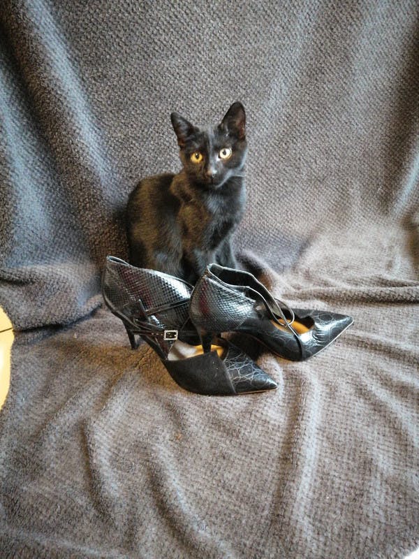 Schwarzes Kätzchen hinter schwarzen Stilettopumps