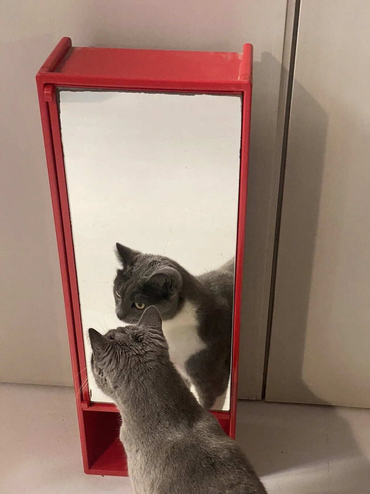 Anthrazitgrau-weiße Katze vor rot gerahmtem Spiegel