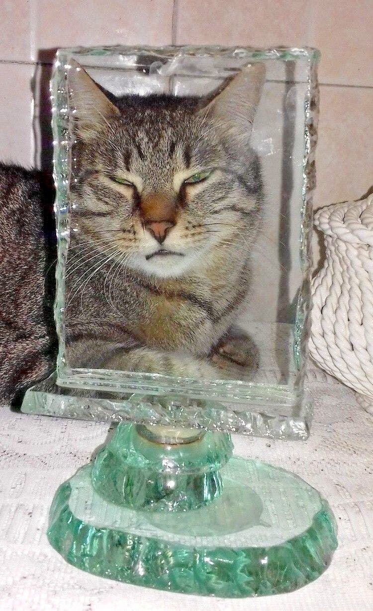 Gestreifte Hauskatze hinter Doppelglasrahmen