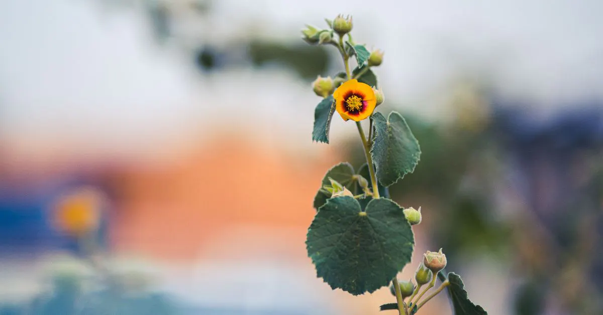 Eine orangene Blüte