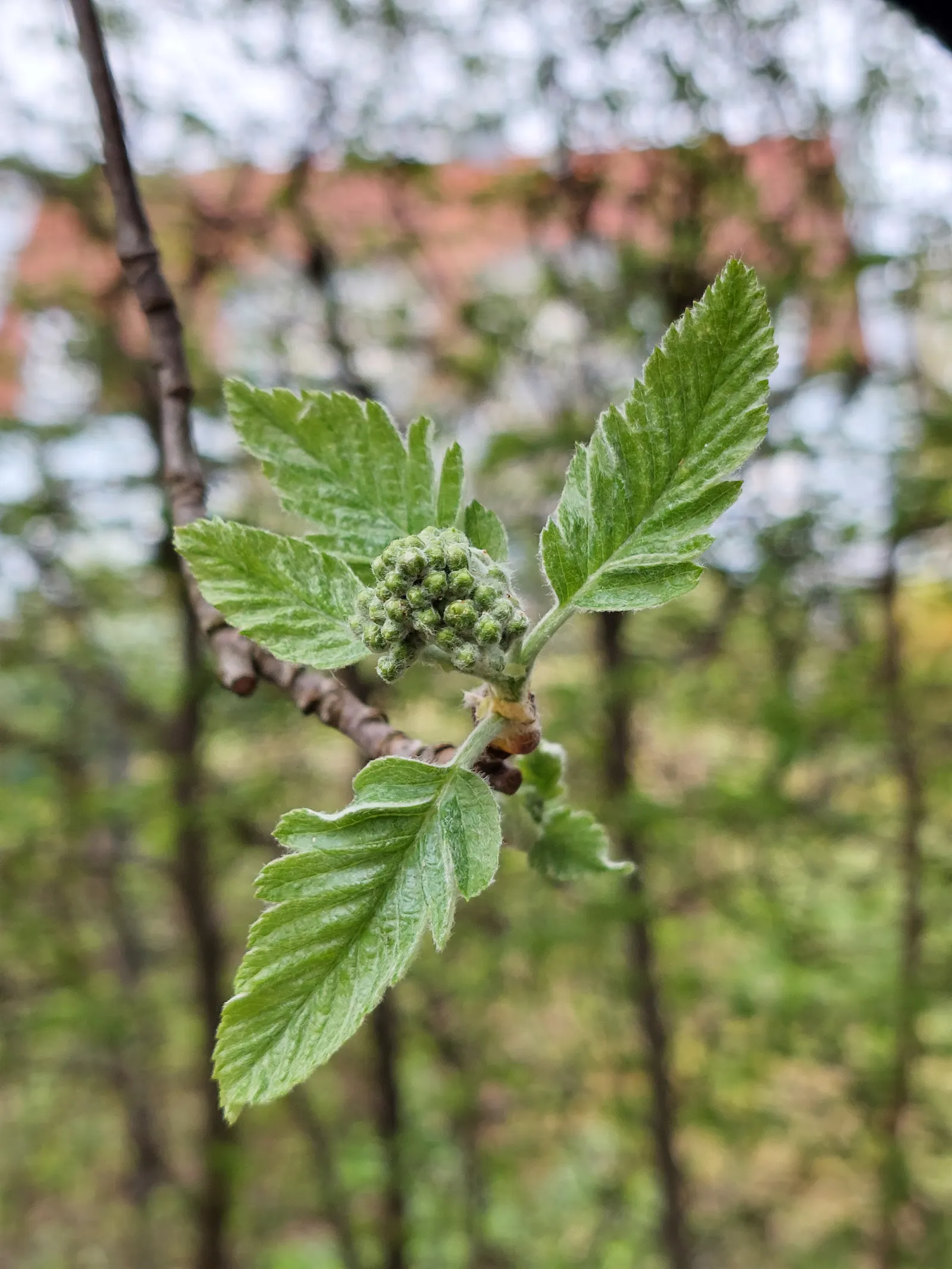 Mehlbeere, Baum des Jahres 2024
