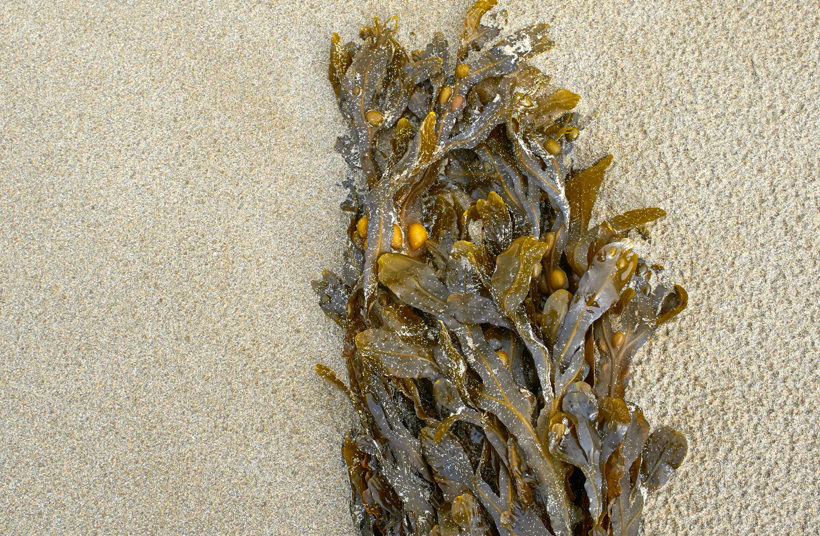 Seetang, der am Strand angespült wurde