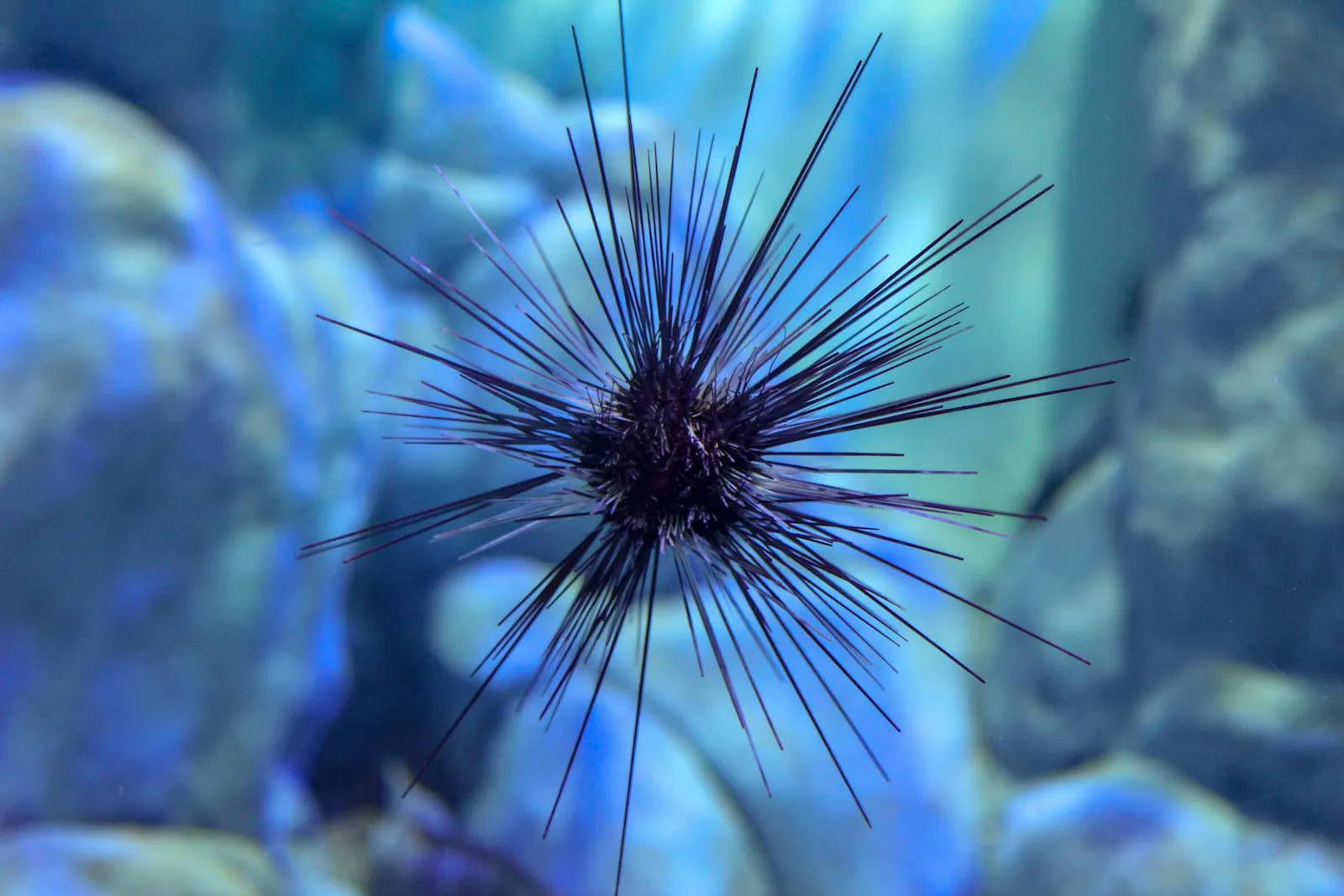 Ein Seeigel