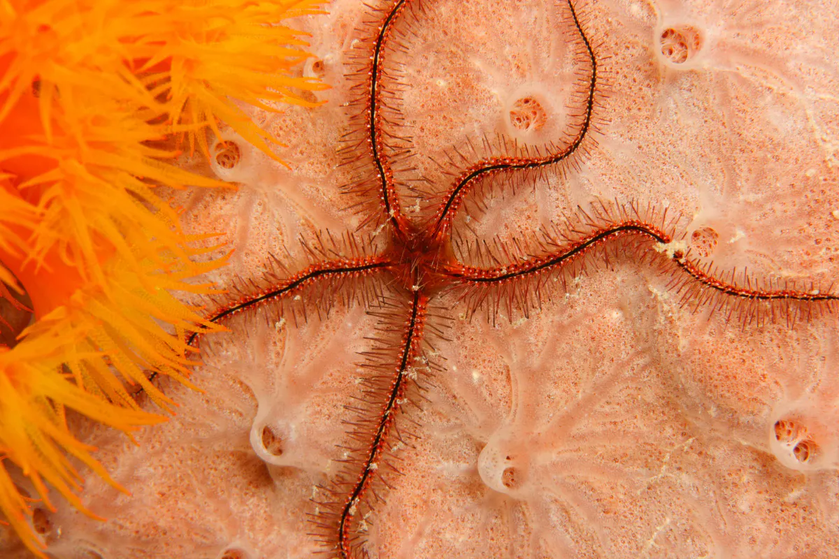 ein roter Schlangenstern auf einem Schwamm, neben dran sind Anemonen