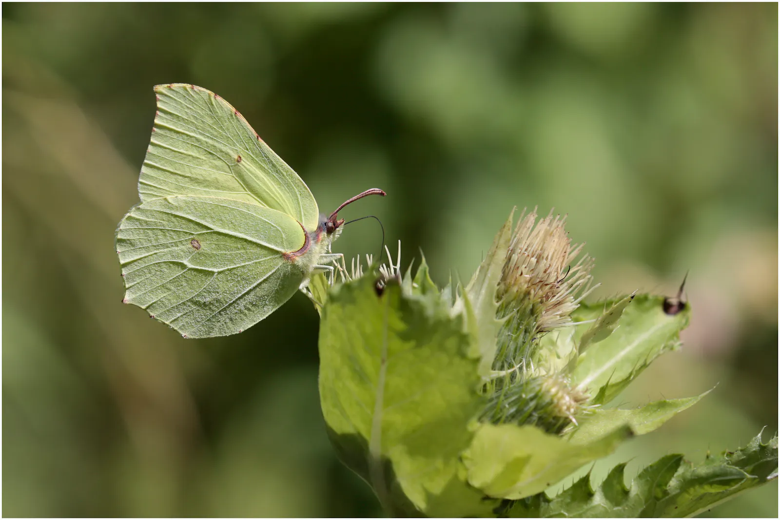 Ein blassgelber Schmetterling sitzt auf einer Distel.