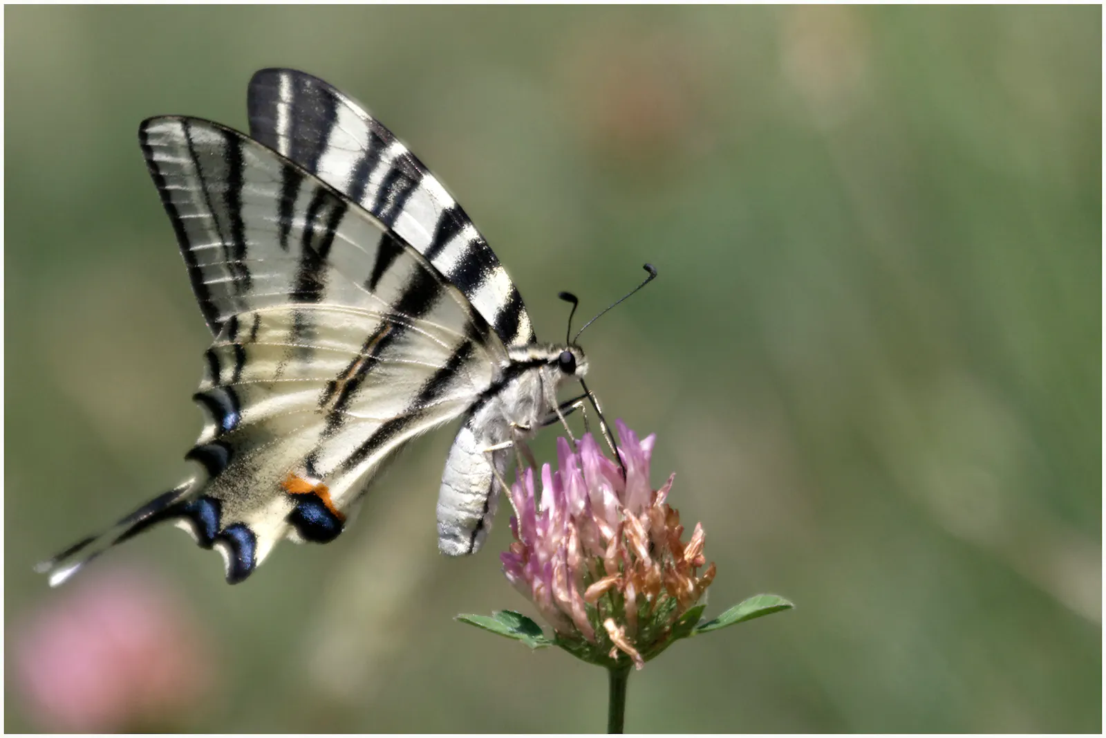 Ein schwarz-weißer Schmetterling auf einer violetten Kleeblüte.