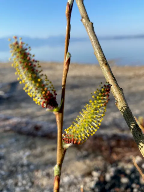 Kleine Knospen am Zweig, hellgrüne Pollen vor See Hintergrund