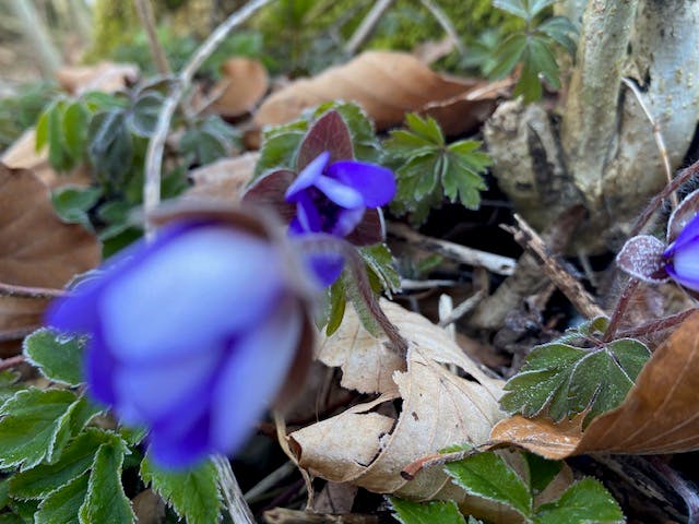 Ein Leberblümchen ganz blau kurz vor dem Öffenen