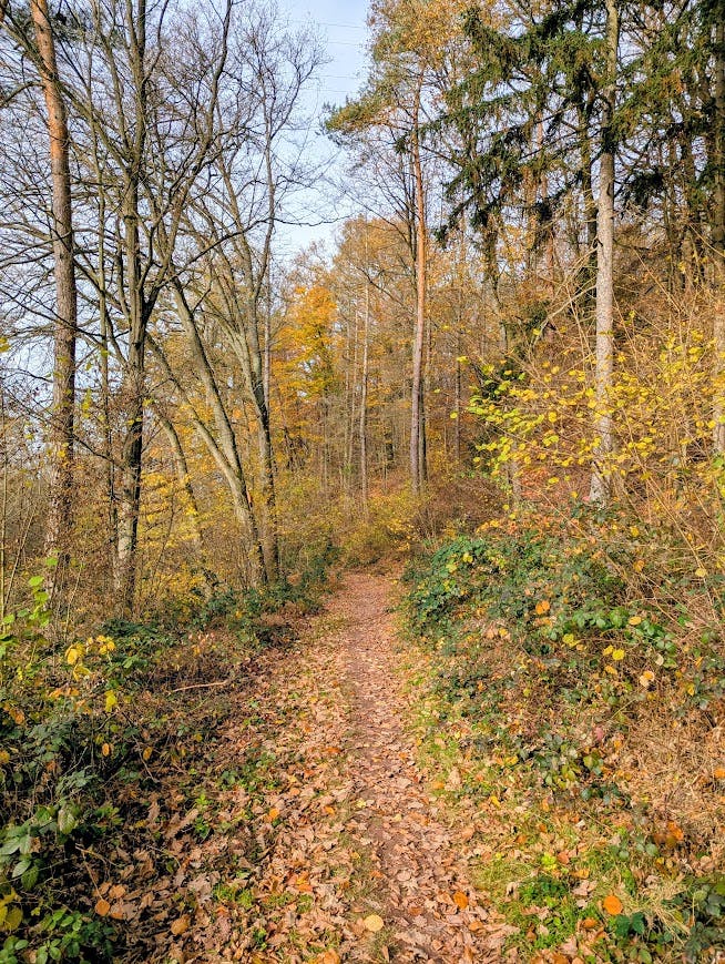 schmaler Pfad zwischen Herbstbäumen hindurch