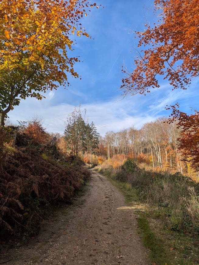 leicht ansteigender Weg an herbstlich blühenden Bäumen vorüber