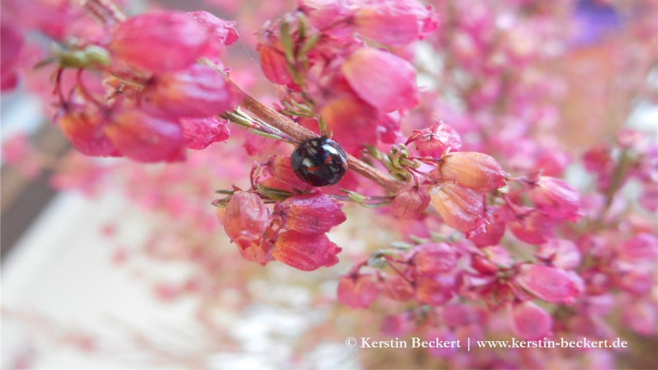 Kleiner schwarzer Marienkäfer mit roten Punkten sitzt an kleinen, zahlreichen rosa Heideblüten.
