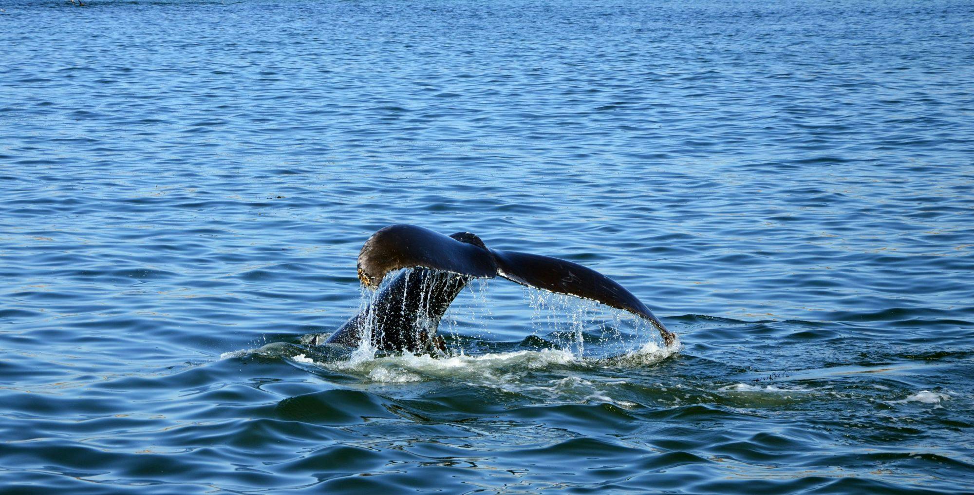 Die Fluke eines Wals, die aus dem Wasser ragt.