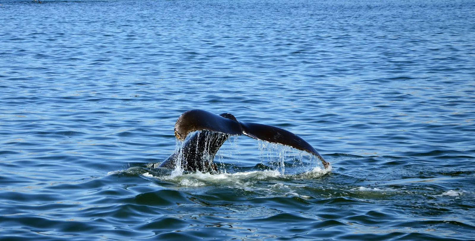 Die Fluke eines Wals, die aus dem Wasser ragt.