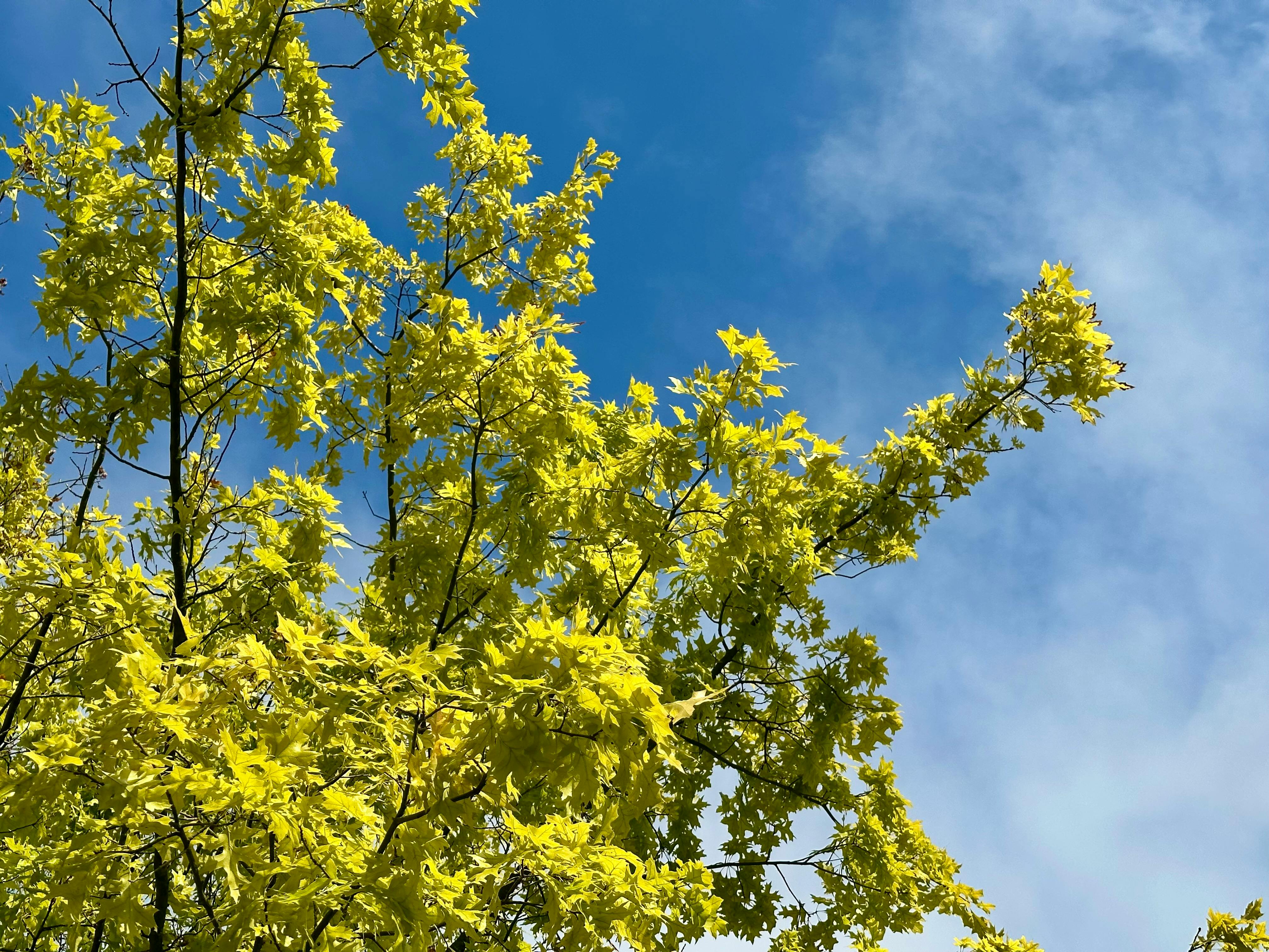 Gelb-grüne Blätter eines Baumes vor einem sonnig, blauen Himmel mit leichten Wolken.