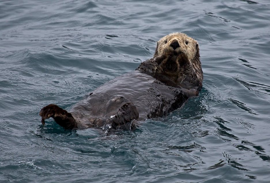 Foto von einem Seeotter