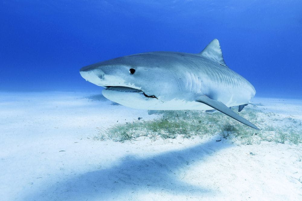 Un requin sous l'eau, dans l'océan.