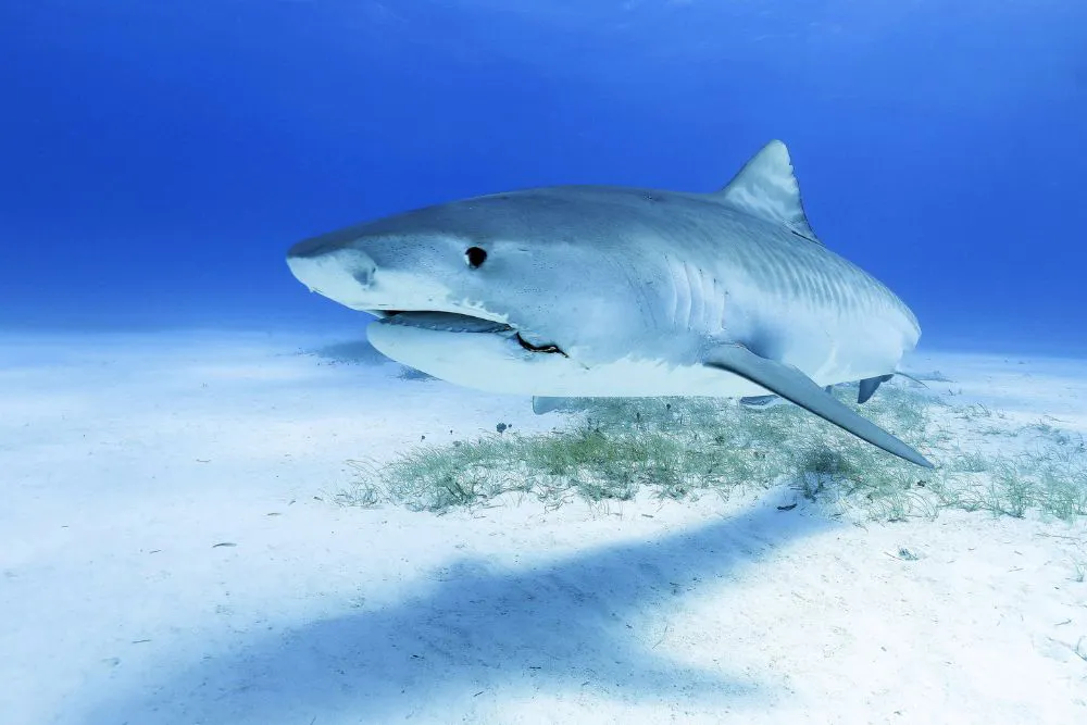Un requin sous l'eau, dans l'océan.