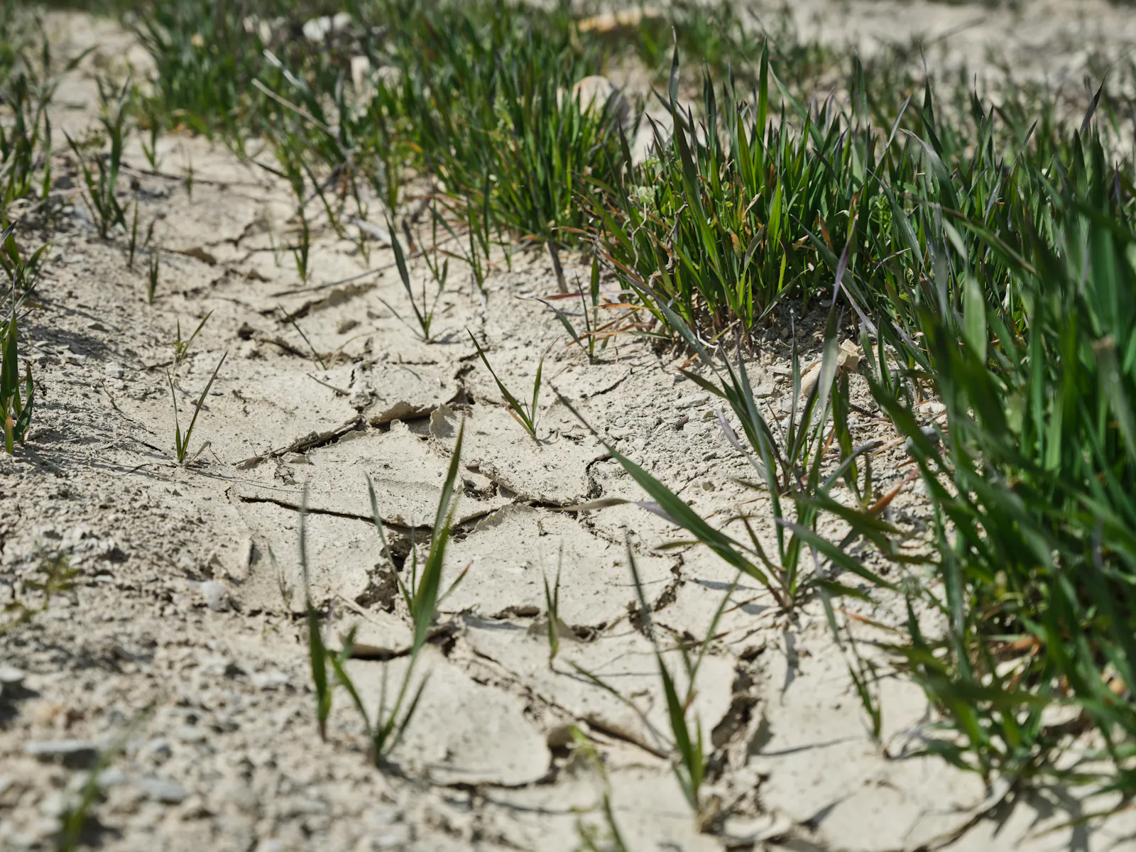 Das Bild zeigt einen ausgetrockneten, rissigen Ackerboden, aus dem vereinzelte grüne Gras- und Getreide-Halme wachsen.