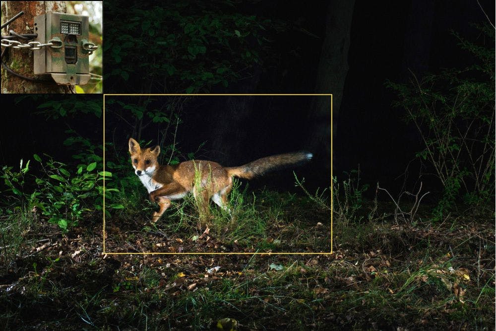 Un renard est filmé de nuit par un piège photographique.