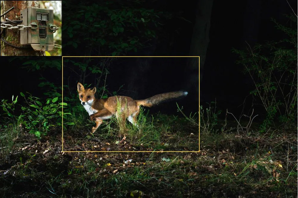 Un renard est filmé de nuit par un piège photographique.