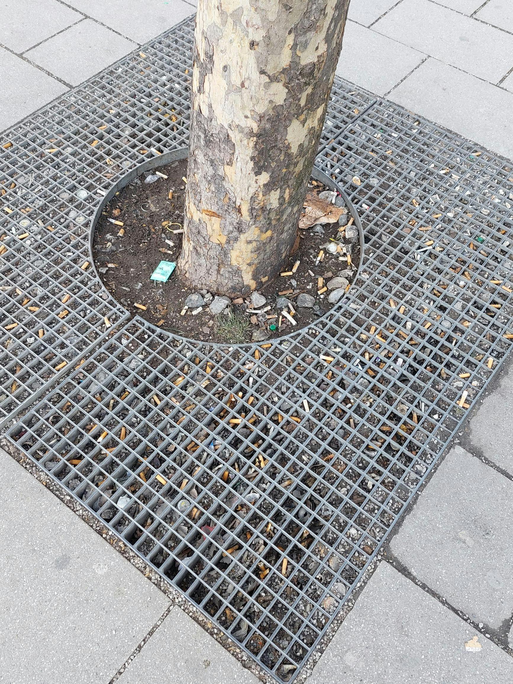 Kippenstummel am Baum