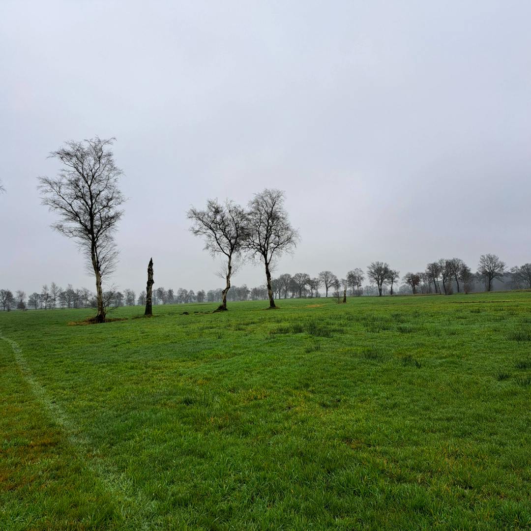 Grünland auf entwässertem Moor