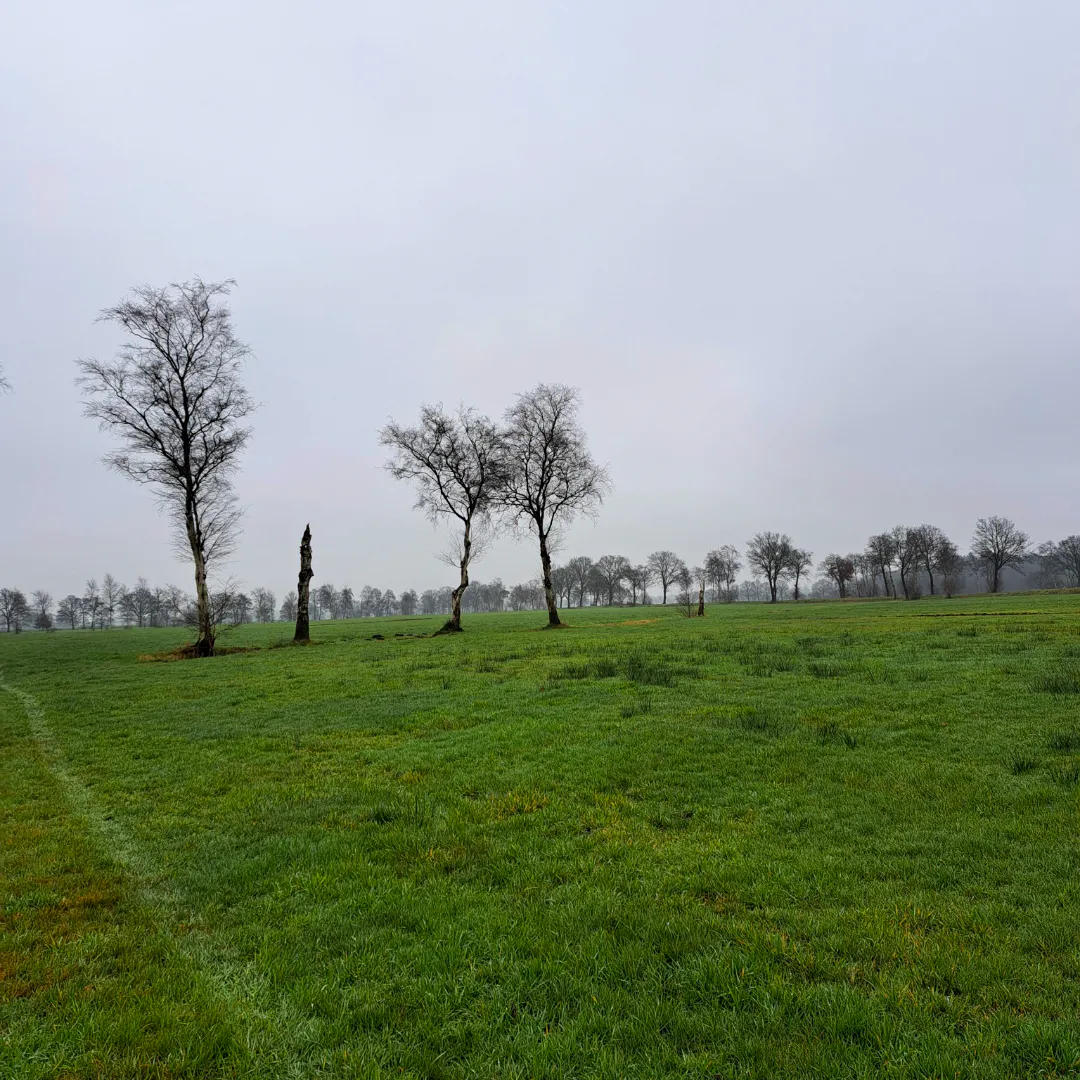 Grünland auf entwässertem Moor