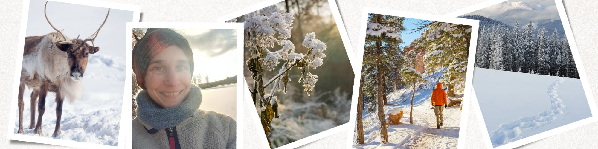 rentier im schnee. wanderer im schnee und schneebedeckte berge im hintergrund