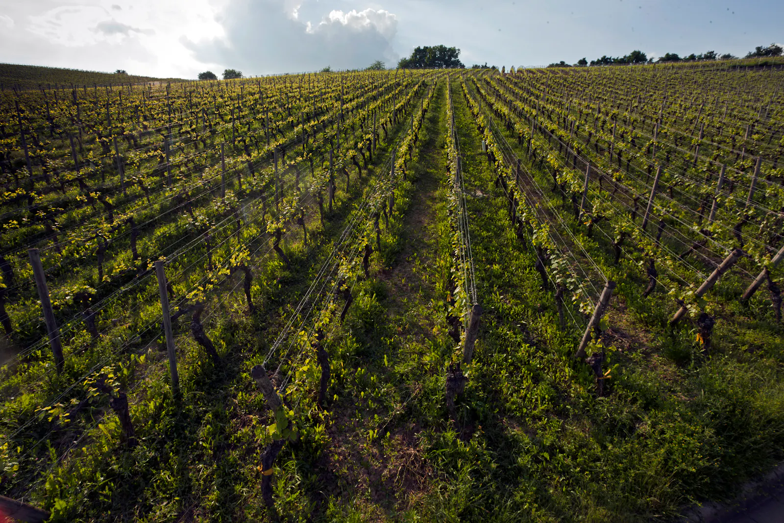 Rebstöcke von Silvaner wachsen auf dem Weinberg in Franken