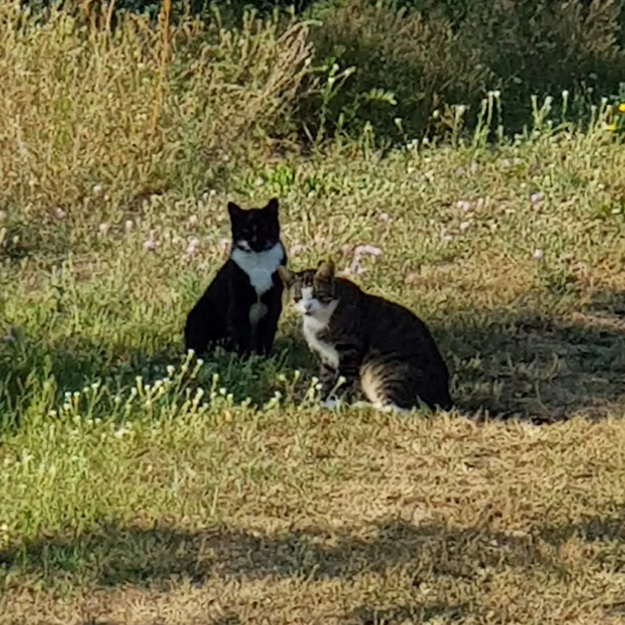 Zwei sehr missmutige Katzen am Wegesrand