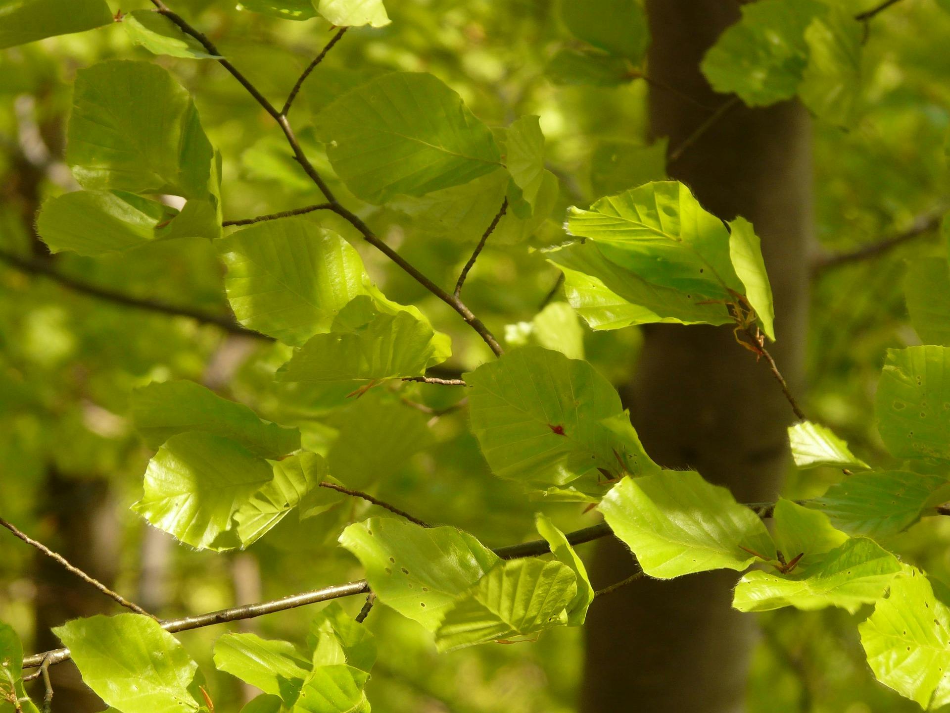 Hellgrüne Blätter im Frühling an einem Baum.