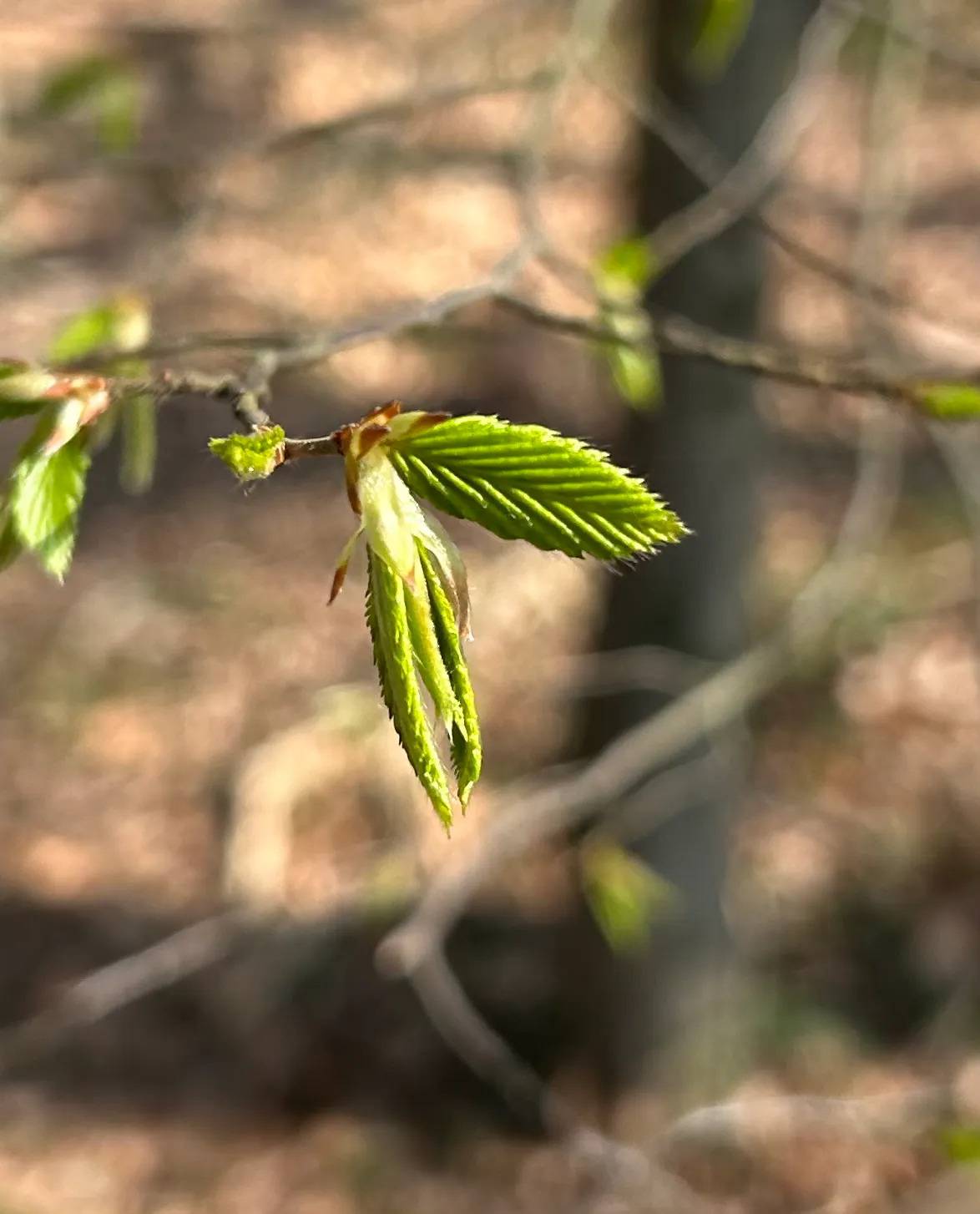 Grüne Blätter entfalten sich im Frühling.